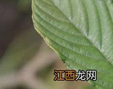 苦李根的功效与作用中华康网 苦李根的作用与功效