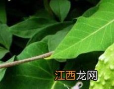 萝藦的功效与作用及禁忌 萝藦的功效作用与使用禁忌