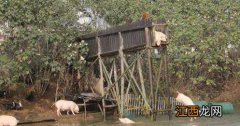 湖南朱永华跳水养猪