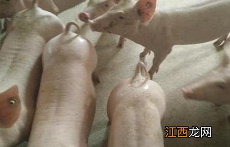 仔猪补料注意事项 仔猪补料注意事项有哪些