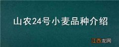 山农24号小麦品种介绍 山农24号小麦品种简介