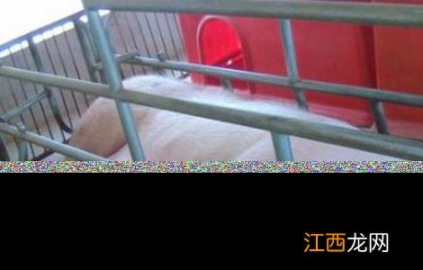 如何判断母猪是否产完 如何判断母猪是否产完后喂食