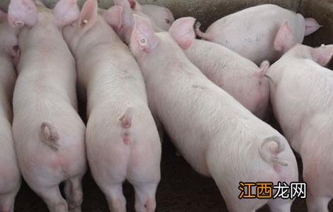 养猪遇到水灾怎么办视频 养猪遇到水灾怎么办