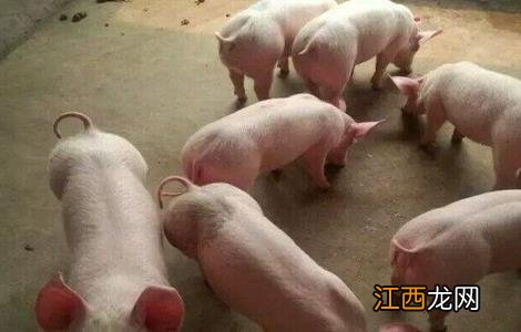 养猪遇到水灾怎么办视频 养猪遇到水灾怎么办