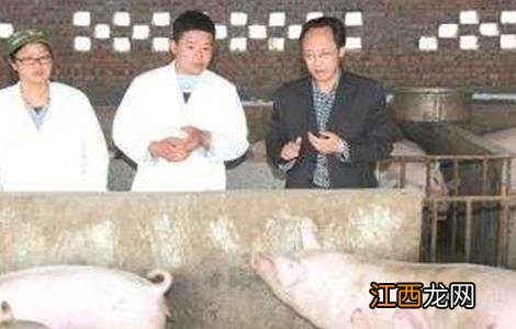 养猪遇到水灾怎么办视频 养猪遇到水灾怎么办