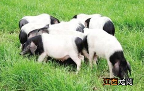 金华种猪养场 金华猪养殖技术