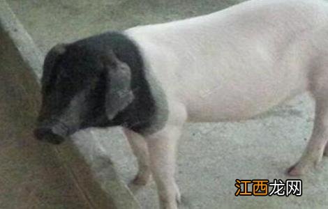 金华种猪养场 金华猪养殖技术