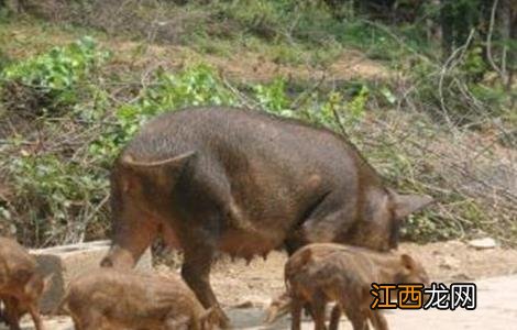 野猪养殖模式图 野猪养殖模式