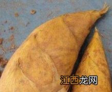 找冬笋技巧与方法(老经验 找冬笋的技巧与方法