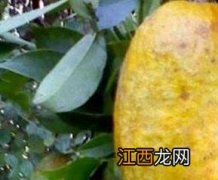 牛卵坨的功效与作用禁忌 牛卵坨的功效与作用