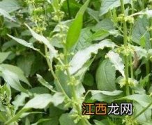 野菠菜根的功效与作用 野菠菜根的功效与作用禁忌