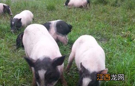 香猪养殖场建设图 香猪养殖场建设方案