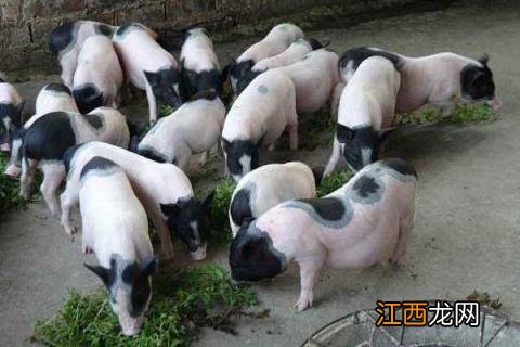 香猪养殖前景和利润,附养殖注意事项