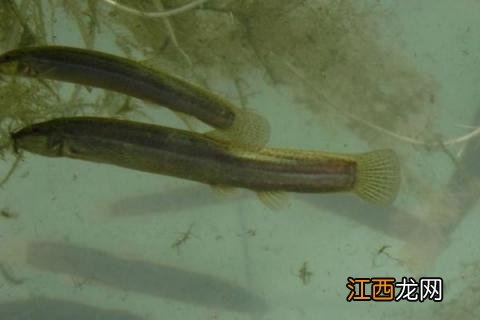 养泥鳅投资多少钱,附市场前景分析报告 养泥鳅投资多少钱,附市场前景分析