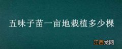 五味子种植一亩地要多少棵苗 五味子苗一亩地栽植多少棵