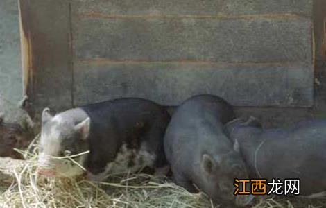 母猪饲养管理技巧 母猪饲养管理技巧视频