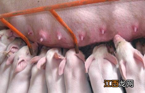 仔猪常见的死亡原因 仔猪常见的死亡原因是什么