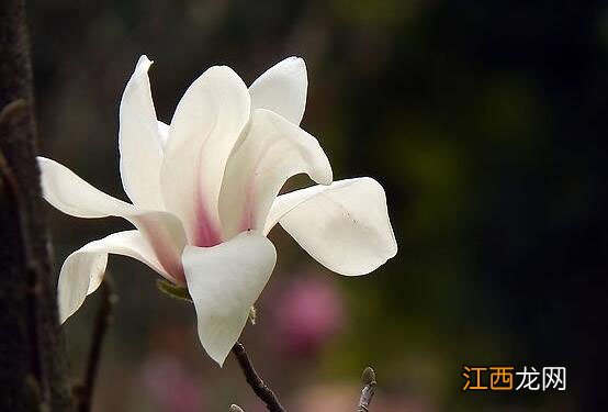 木兰花寓意和花语 木兰花语是什么