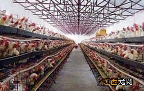 冬季鸡舍通风除湿方法