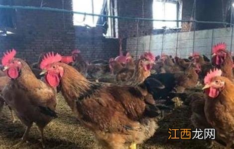 冬季鸡舍通风除湿方法
