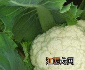 白菜花与什么相克 白花菜跟什么相克