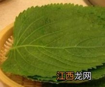 苏子叶的功效与作用使用量 苏子叶的功效和作用及食用方法