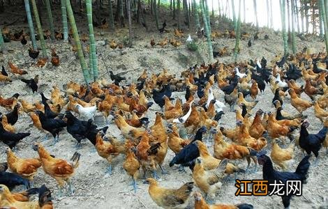 竹林养鸡技术 竹林养鸡技术视频