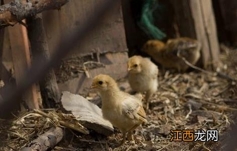 育雏鸡的饲养管理技术 育雏鸡的饲养管理技术视频