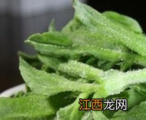 冰草怎么种植 冰草怎么种植视频