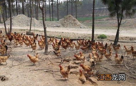 蛋鸡饲料注意事项及禁忌 蛋鸡饲料注意事项