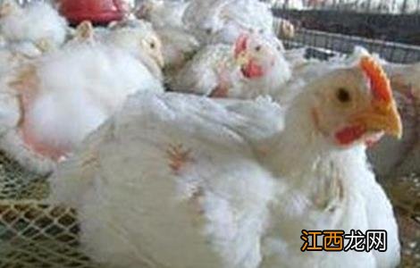 肉鸡不长肉怎么办呢 肉鸡不长肉怎么办