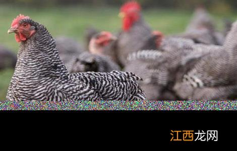 养殖芦花鸡注意事项 芦花鸡养殖需要注意哪几点