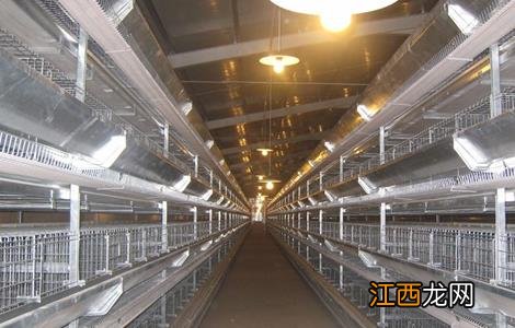 养鸡需要用到哪些设备 养鸡需要用到哪些设备和设备