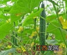 6月适合种植什么蔬菜 6月适合种植什么蔬菜北方