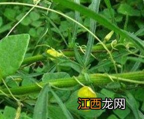 圆叶野扁豆怎么吃好吃 圆叶野扁豆怎么吃