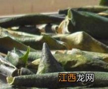 冬瓜皮的作用与功效 孕妇吃冬瓜皮的作用与功效