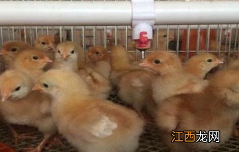 冬季育雏鸡要注意什么 雏鸡冬季注意事项