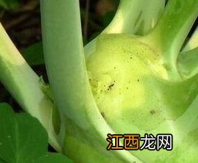 芥兰头怎样腌制好吃 芥兰头怎样腌制