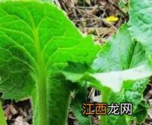 大耳朵菜的功效与作用 大耳菜有什么功效