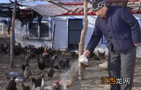 芦花鸡的养殖方法 芦花鸡的养殖方法视频