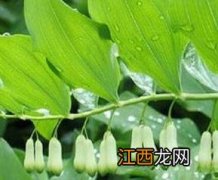 笔管菜 笔管菜功效作用