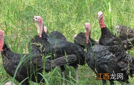 火鸡养殖有销路吗 火鸡的养殖前景