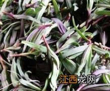 麻杂菜的功效与作用 麻烦菜的功效