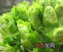 马儿菜的功效与作用 马儿菜的功效与作用禁忌