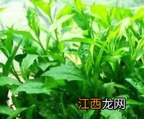 马兰菜的功效与作用图片 马兰菜的功效与作用