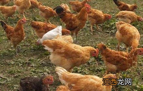 树林中散养鸡的注意事项 树林里养鸡需要注意些什么?