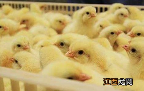 树林中散养鸡的注意事项 树林里养鸡需要注意些什么?