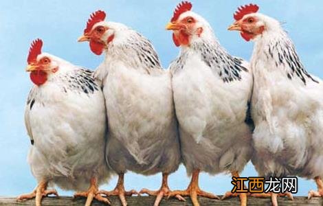 树林中散养鸡的注意事项 树林里养鸡需要注意些什么?