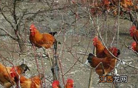 树林中散养鸡的注意事项 树林里养鸡需要注意些什么?