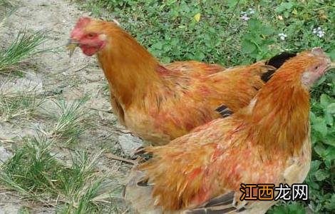树林中散养鸡的注意事项 树林里养鸡需要注意些什么?